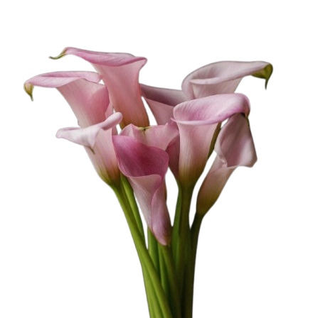 Calla mini
