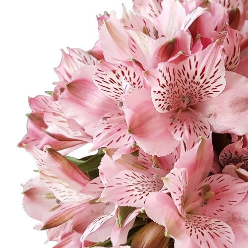 Alstroemeria
