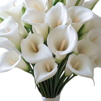 Calla