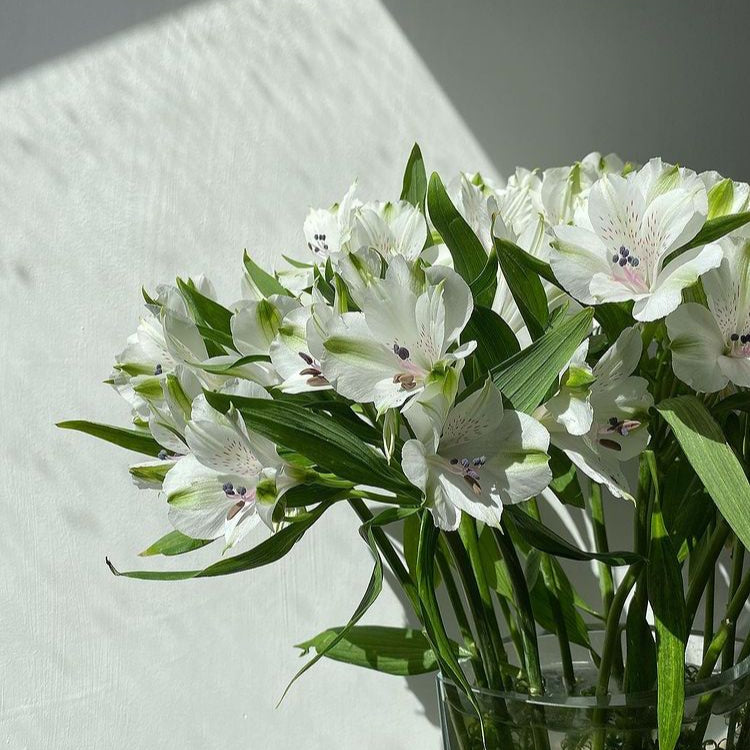 Alstroemeria