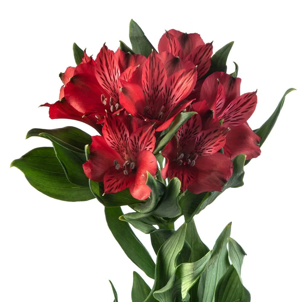 Alstroemeria