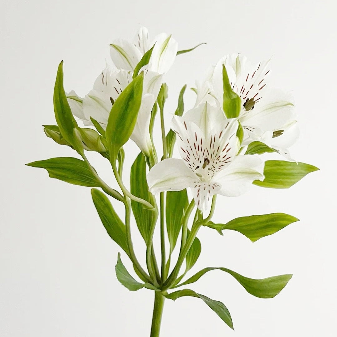 Alstroemeria