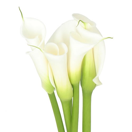 Calla mini