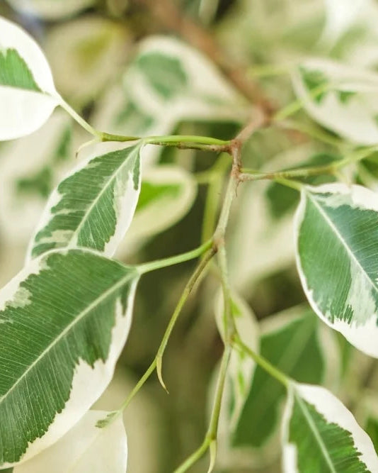 Ficus Benjamina (variegata)