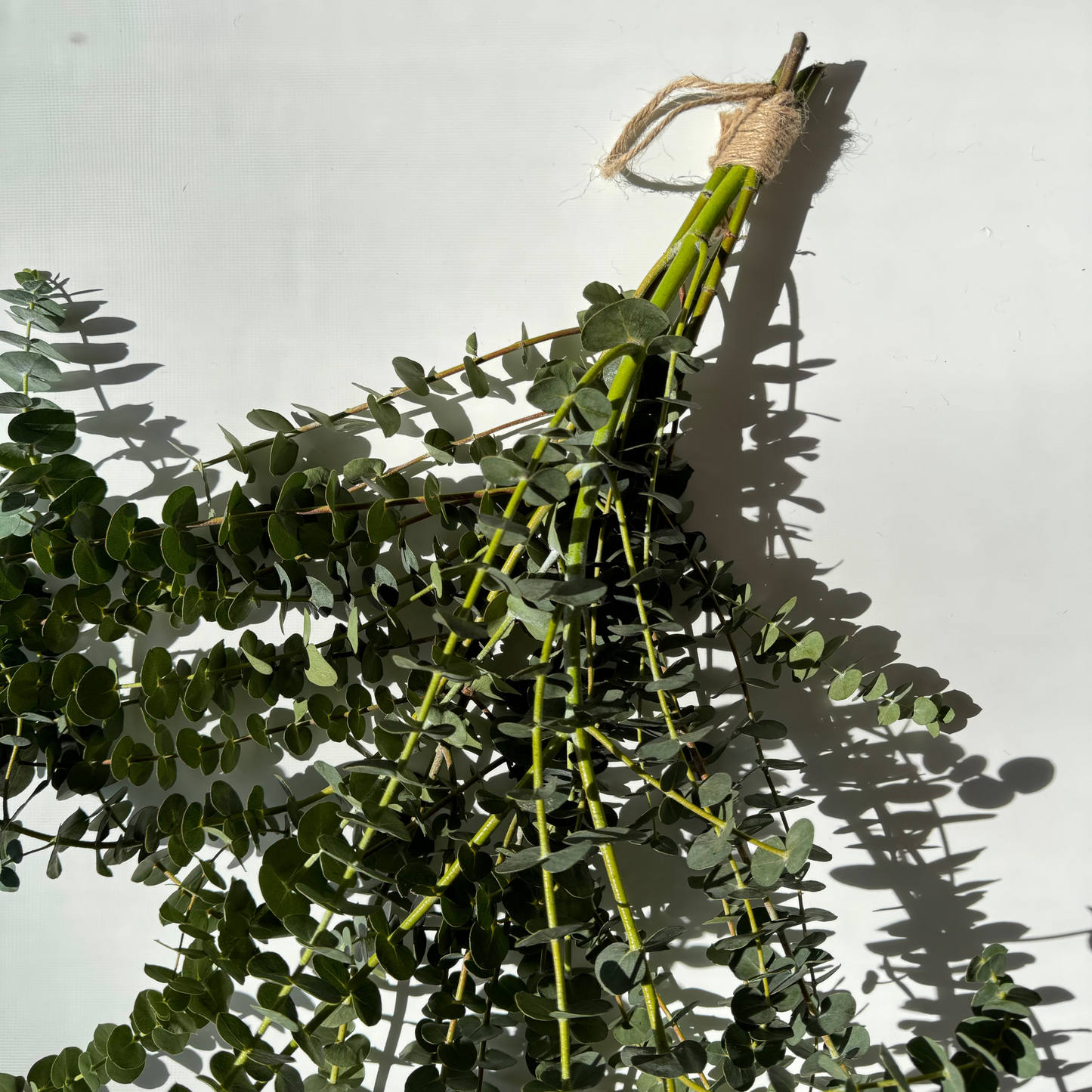 Eucalyptus shower