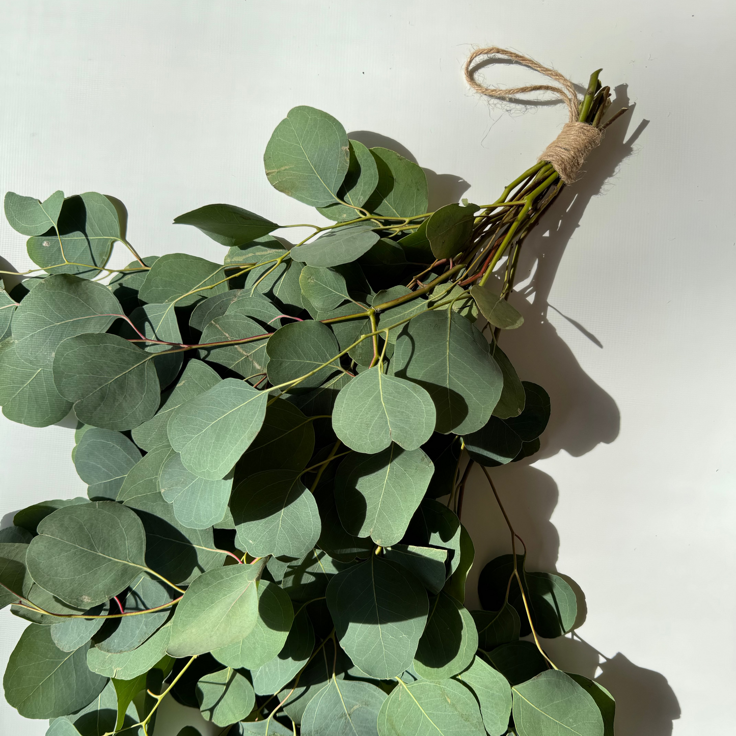 Eucalyptus shower