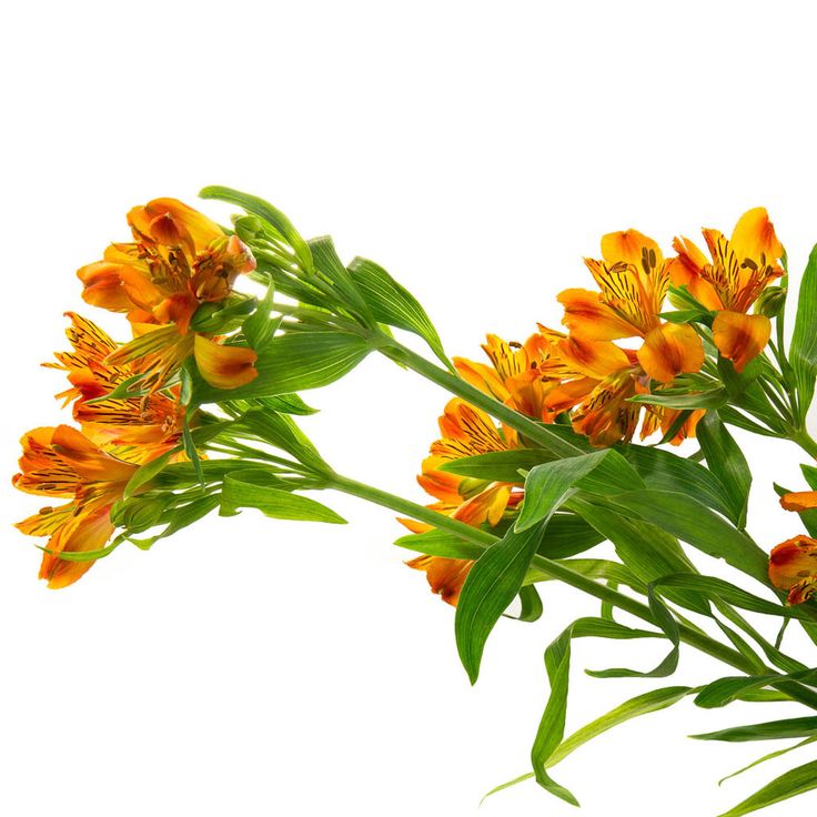 Alstroemeria