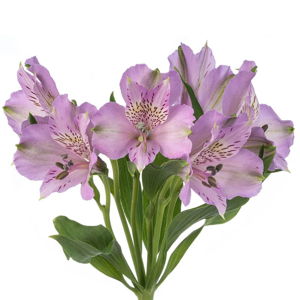 Alstroemeria