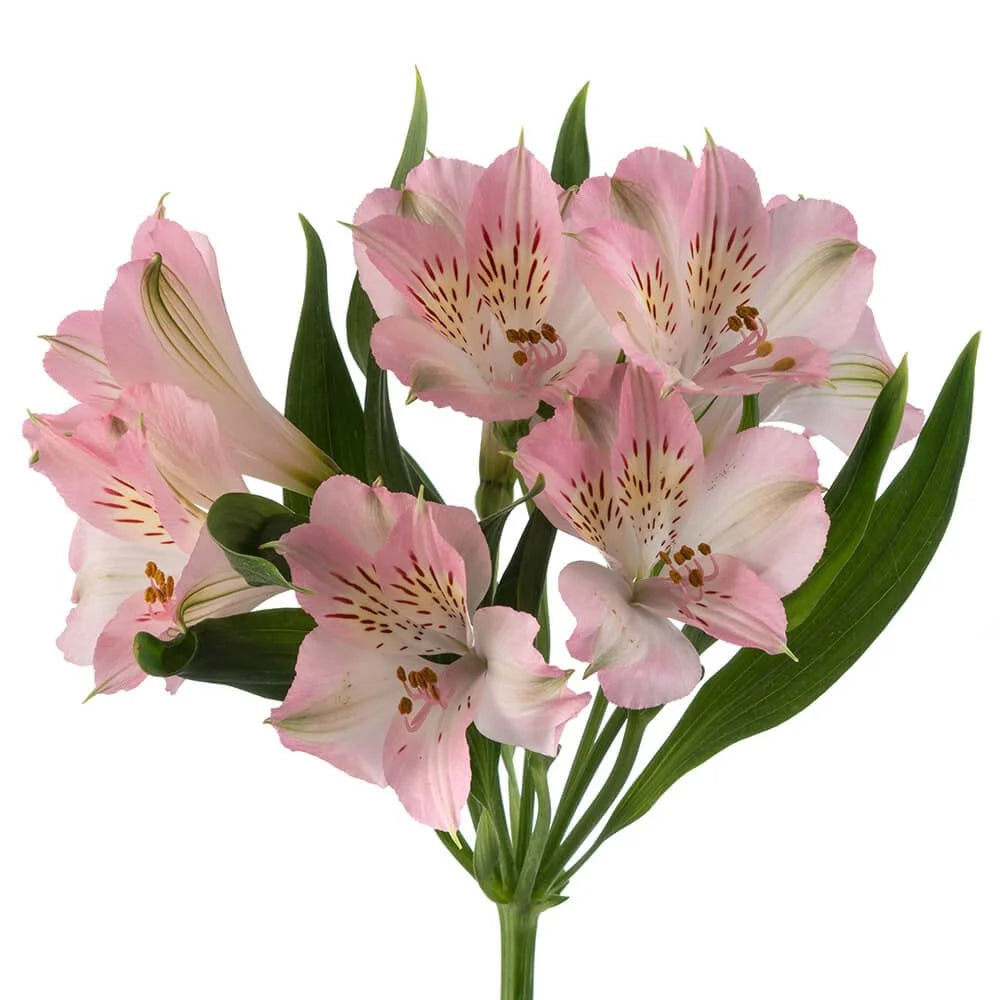 Alstroemeria