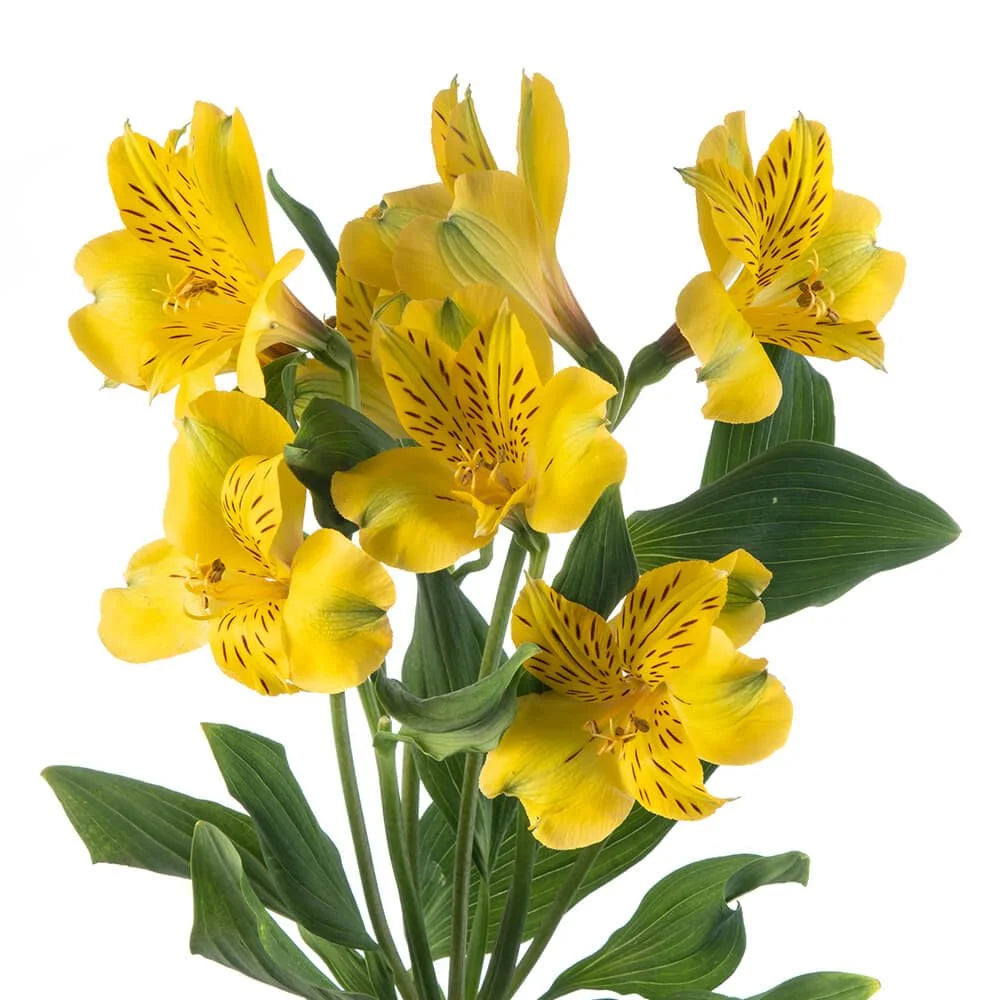 Alstroemeria