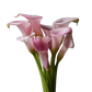 Calla mini