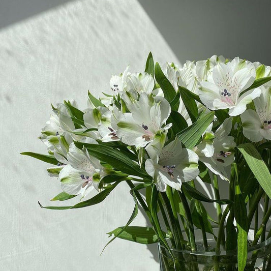 Alstroemeria