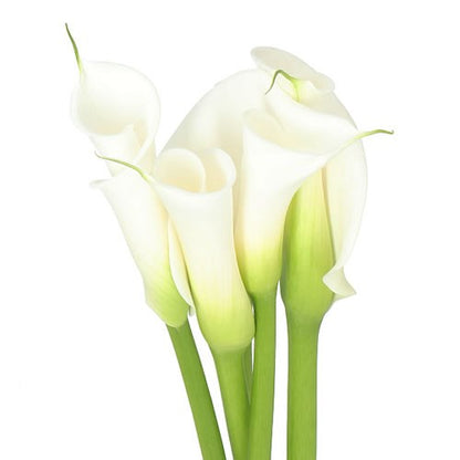 Calla