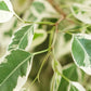 Ficus Benjamina (variegata)