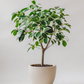 Ficus Benjamina (variegata)