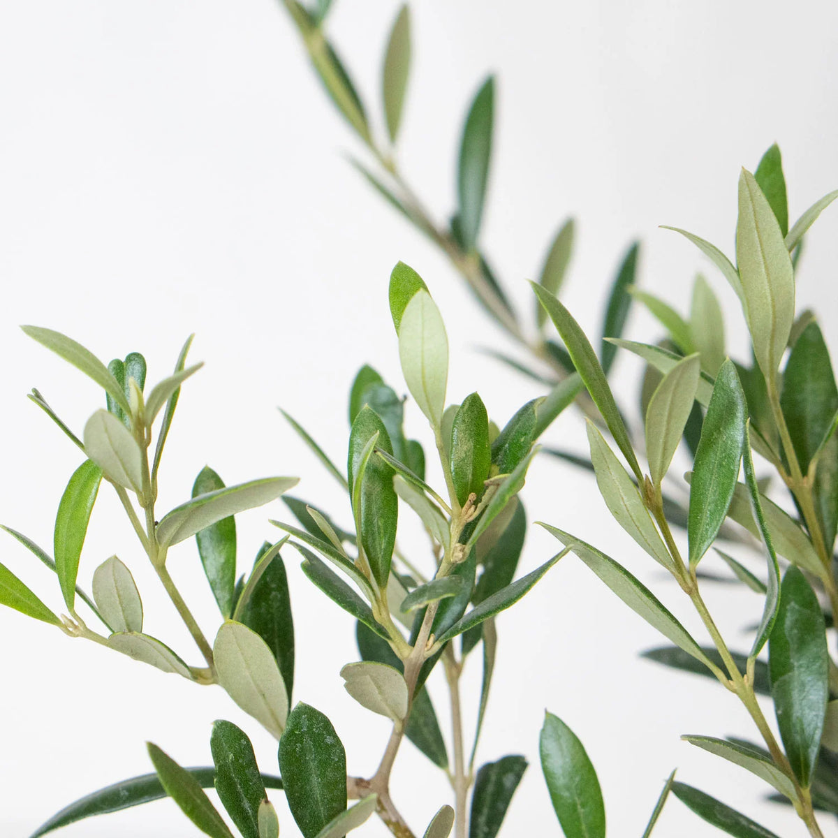Olive Tree (5")