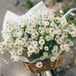 French Meadow Chamomile
