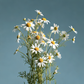 French Meadow Chamomile